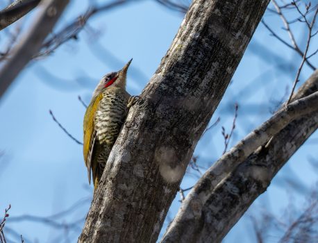 山の生き物図鑑2026年2月15日の観察記録