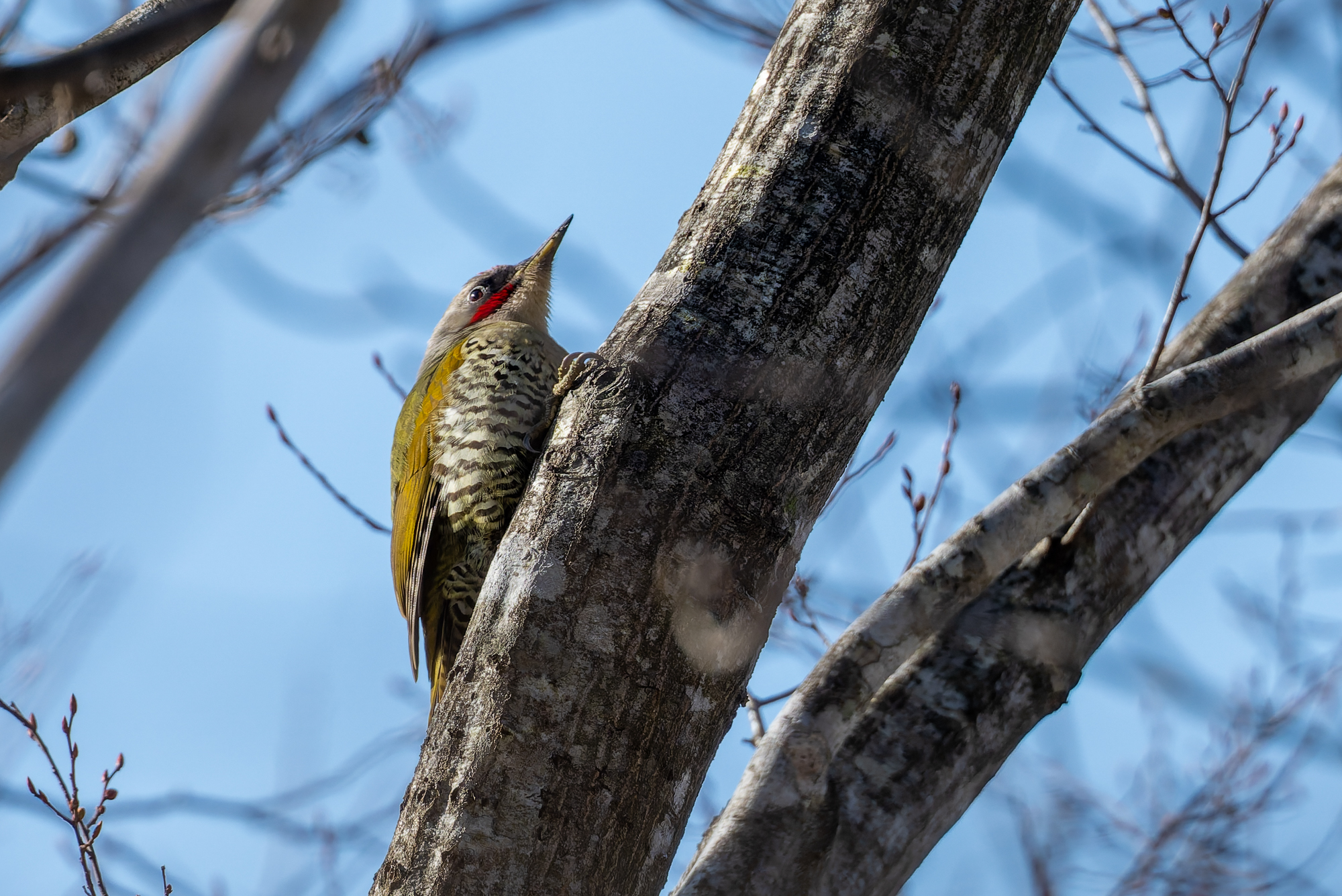 山の生き物図鑑2026年2月15日の観察記録