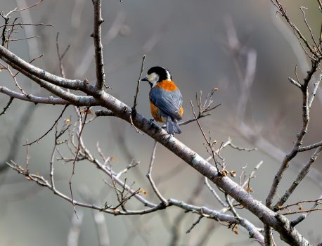 山の自然観察2026年3月2日