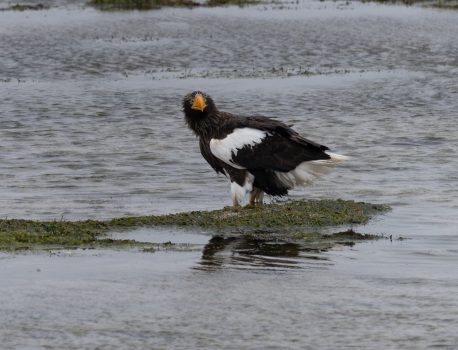 オオワシ春の渡り宗谷岬編パート3　2026年3月12日　曇り雪　北の風8ｍ