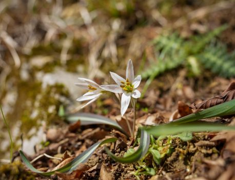 山の生き物図鑑2026年3月5日
