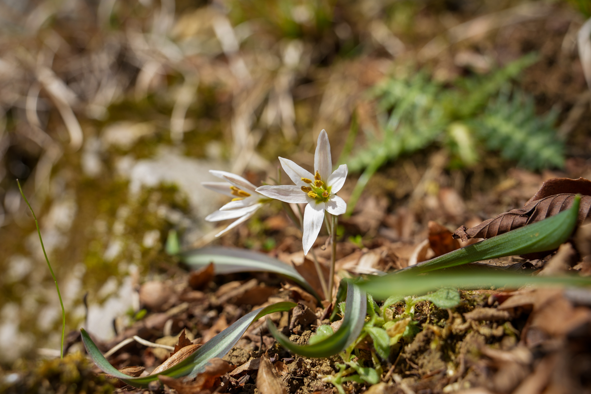 山の生き物図鑑2026年3月5日
